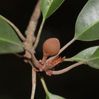 Palaquium gutta (Hook.) Baill.